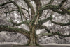Oak: From Seed to Ancient Tree