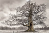 Oak: From Seed to Ancient Tree