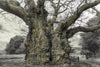 Oak: From Seed to Ancient Tree