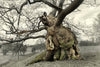 Oak: From Seed to Ancient Tree
