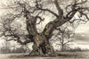 Oak: From Seed to Ancient Tree