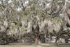 Oak: From Seed to Ancient Tree