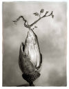 Oak: From Seed to Ancient Tree